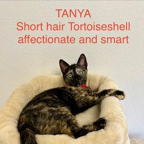A baby small-sized female Tortoiseshell Domestic Short Hair cat named Tanya for adoption in Webster, TX