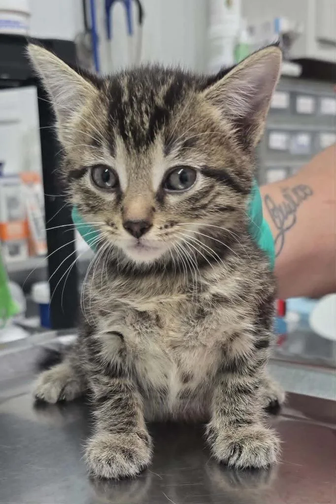 A baby small-sized female Domestic Short Hair cat named Shasta for adoption in Hillsdale, IN