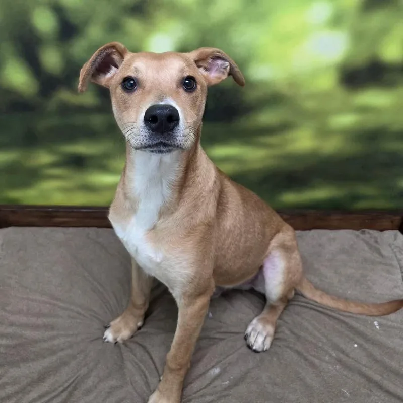 A young medium-sized male Brown / Chocolate Mixed Breed dog named Elliott for adoption in Auburn, NH
