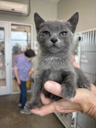 A baby small-sized female Domestic Short Hair cat named Diva for adoption in Manteo, NC