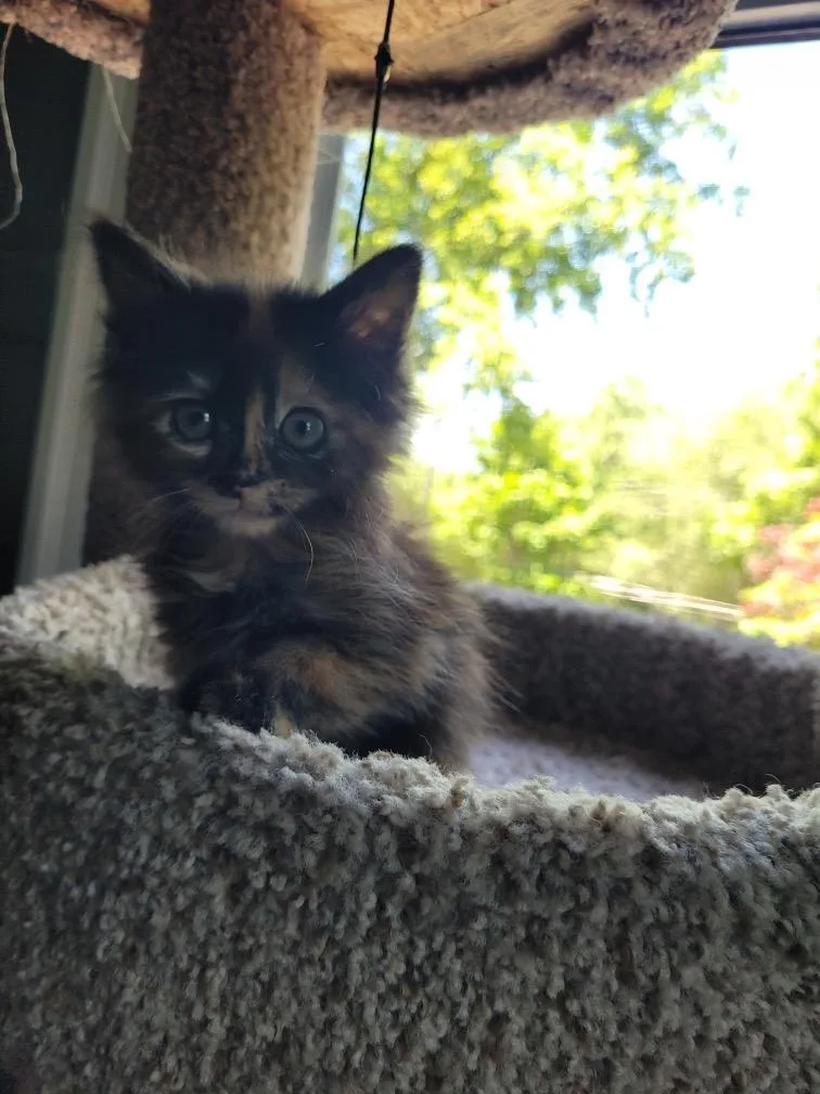 A young small-sized female Tortoiseshell Domestic Medium Hair cat named Millie for adoption in Saint Charles, MO