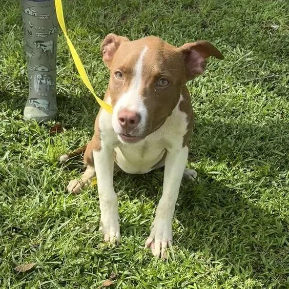 A baby medium-sized female Brown / Chocolate Pit Bull Terrier dog named Georgia for adoption in Valdosta, GA
