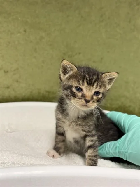 A baby small-sized male Domestic Short Hair cat named Mario for adoption in Riverside, CA
