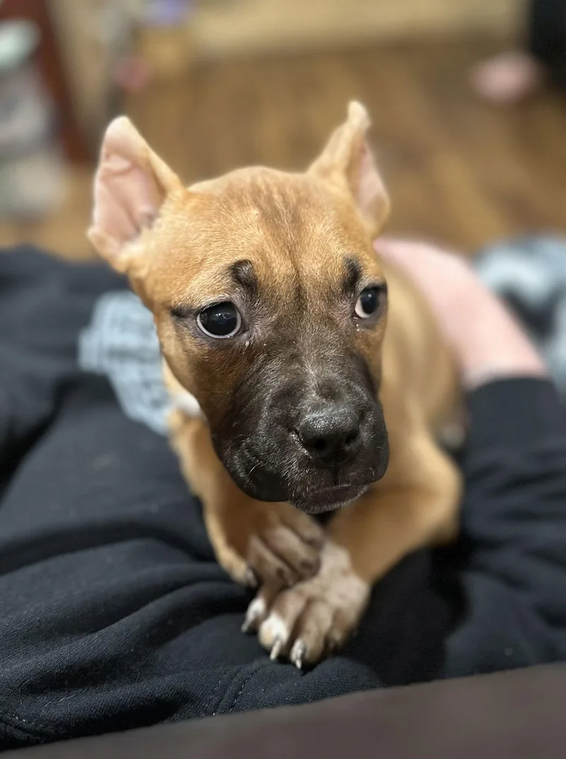 Fv Litter Indie thumbnail 3