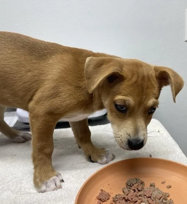 A baby medium-sized female Terrier dog named Tilapia for adoption in Escondido, CA