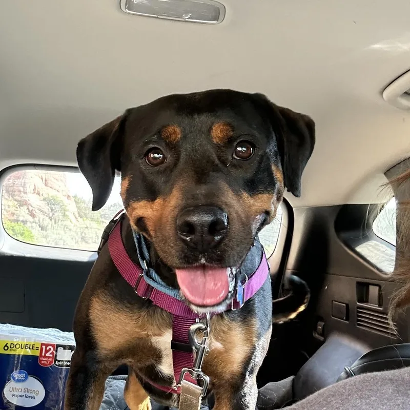 Licorice thumbnail 2