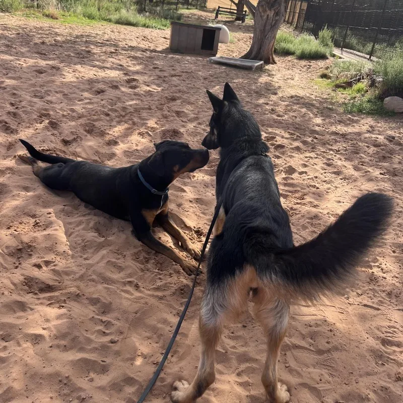 Licorice thumbnail 3