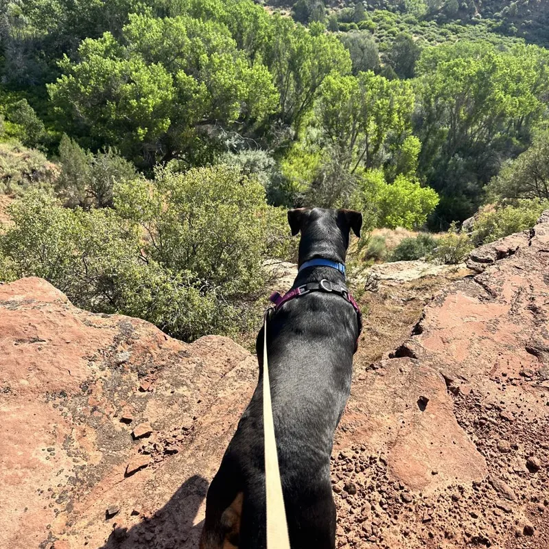 Licorice thumbnail 4