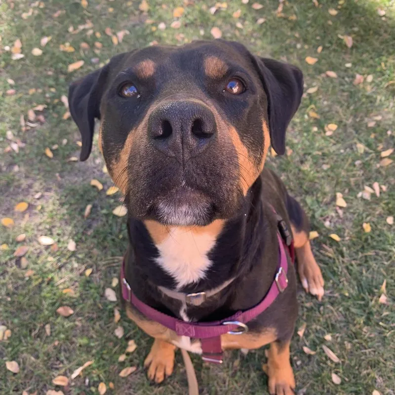 Licorice thumbnail 5