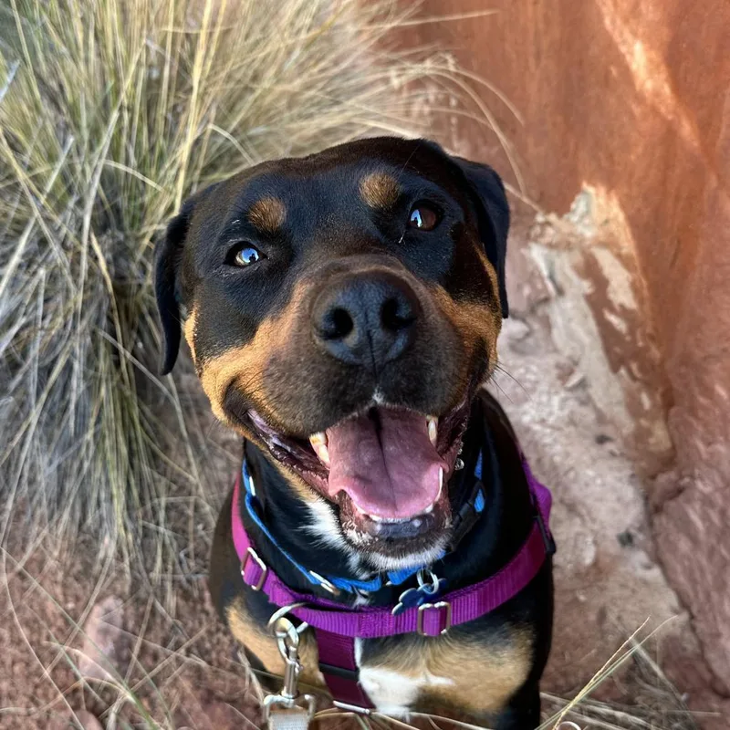 Licorice thumbnail 6