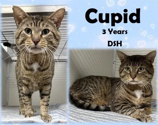 An adult medium-sized male Tabby (Brown / Chocolate) Domestic Short Hair cat named Cupid for adoption in Franklin, IN