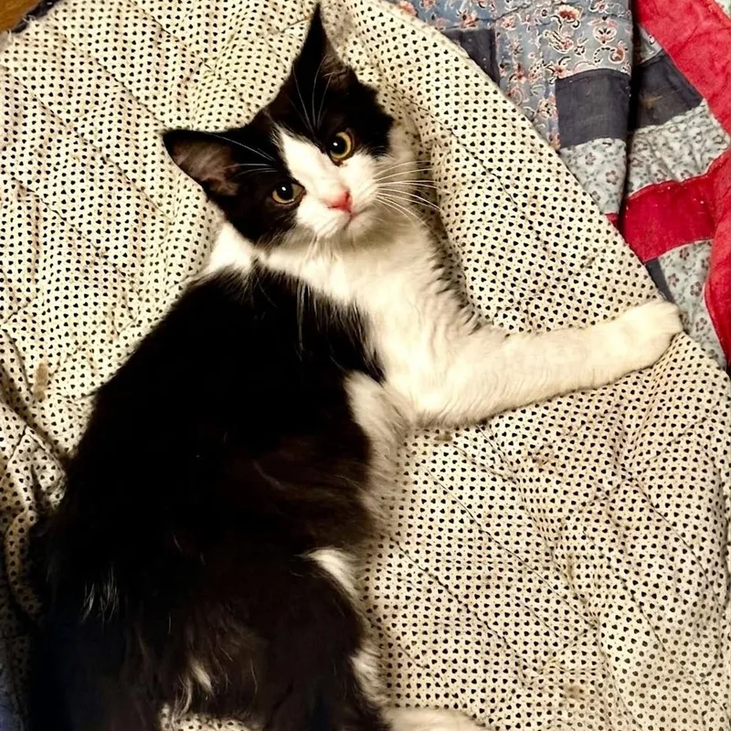 A young medium-sized male Black & White / Tuxedo Domestic Long Hair cat named Jonathan for adoption in Indianapolis, IN