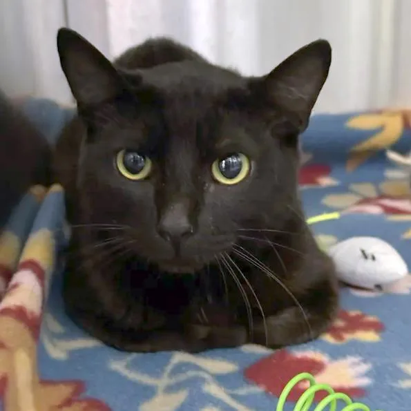 A young medium-sized male Black Domestic Short Hair cat named Gojo for adoption in Austin, TX