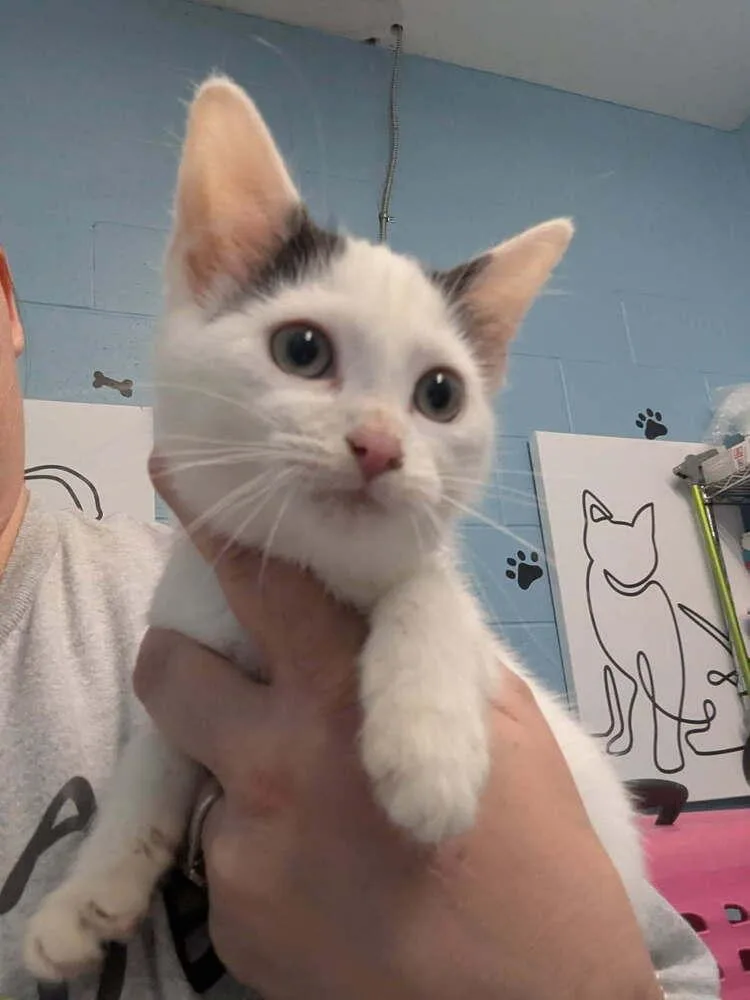 A baby small-sized female Black & White / Tuxedo Domestic Short Hair cat named Bakalava for adoption in Evansville, IN