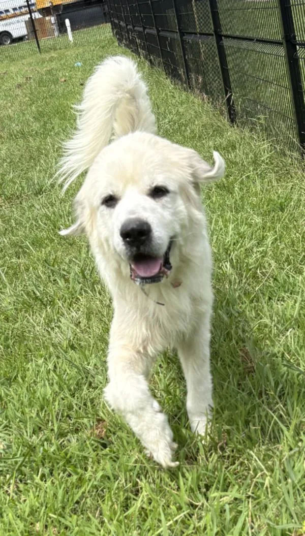 An adult large-sized male Great Pyrenees dog named Bentley for adoption in Virginia Beach, VA