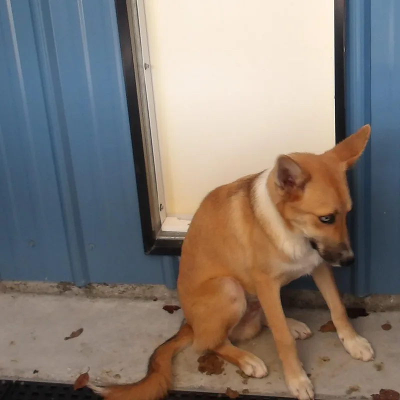 A young medium-sized male Yellow / Tan / Blond / Fawn Shepherd dog named Frank for adoption in Marble, NC