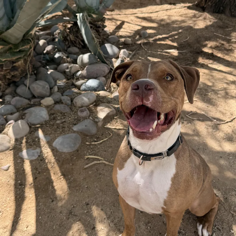 An adult large-sized male Golden American Staffordshire Terrier dog named Cliff for adoption in Oro Valley, AZ