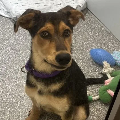A baby medium-sized female Hound dog named Blakelee for adoption in Voorhees, NJ