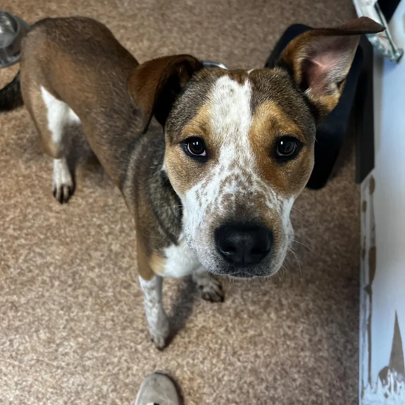A young medium-sized male Cattle Dog dog named Danny for adoption in Harrisville, WV