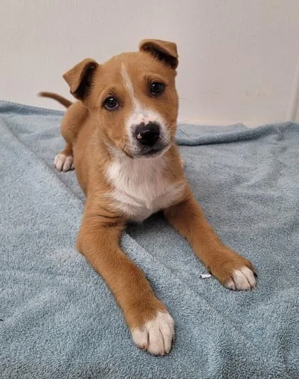 A young medium-sized male Shepherd dog named Buddy for adoption in Phoenix, AZ