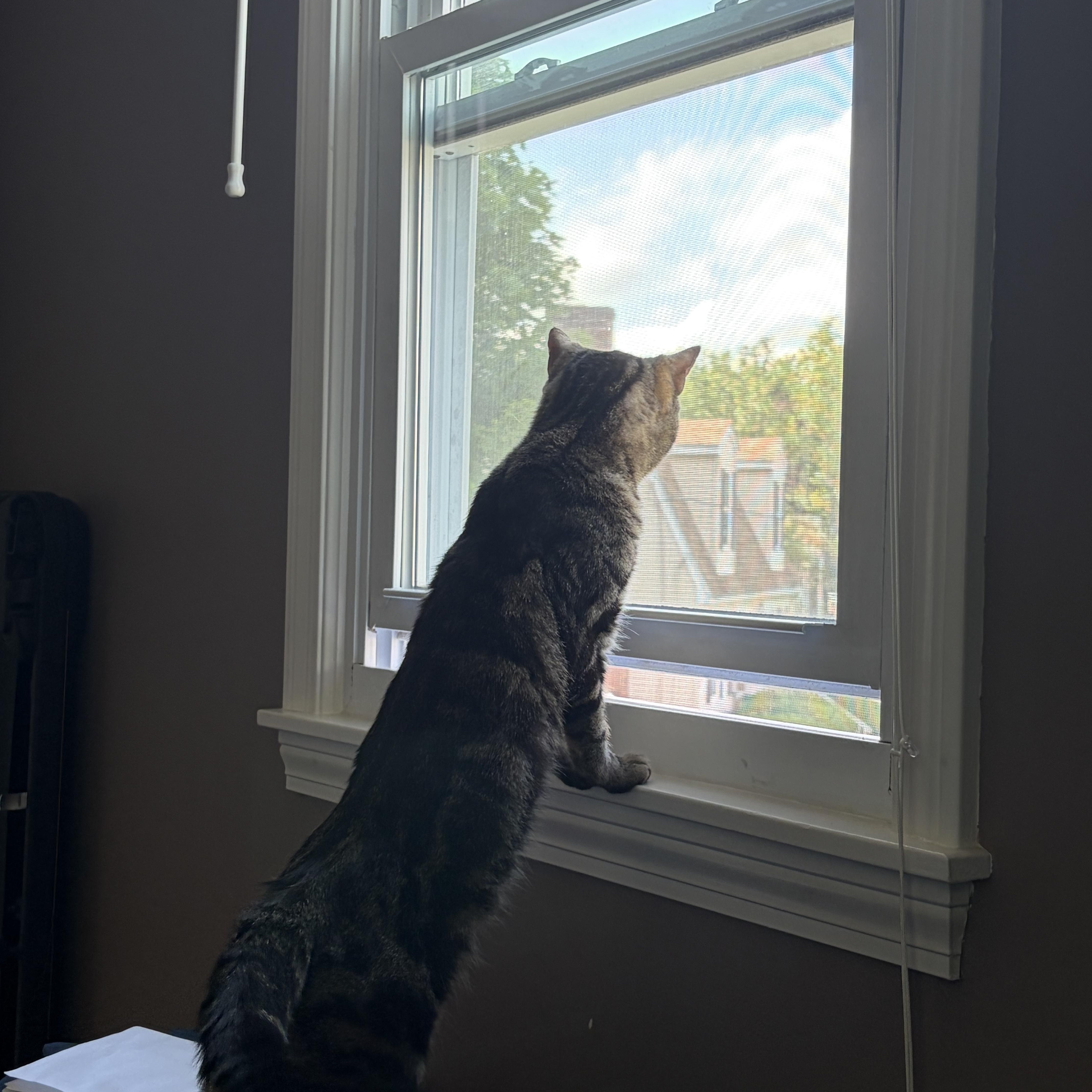 A young medium-sized male Tabby (Brown / Chocolate) Domestic Short Hair cat named Jax for adoption in Worcester, MA