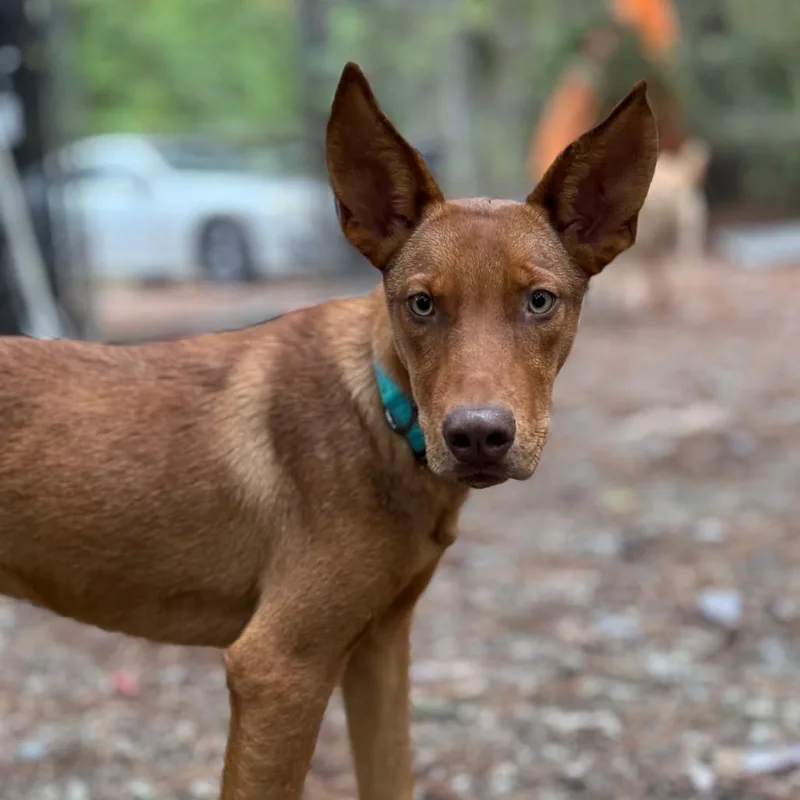 A young medium-sized female Brown / Chocolate Mixed Breed dog named Autumn for adoption in Aberdeen, NC