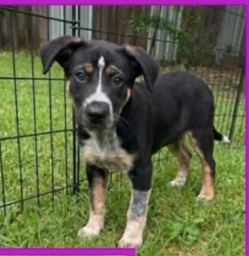 A baby medium-sized female Golden Australian Cattle Dog / Blue Heeler dog named Sparrow for adoption in Griswold, CT