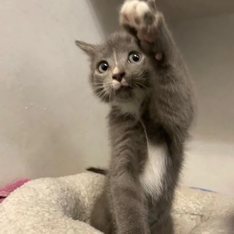 A baby small-sized male Gray / Blue / Silver Domestic Short Hair cat named Kevin for adoption in Dayton, OH
