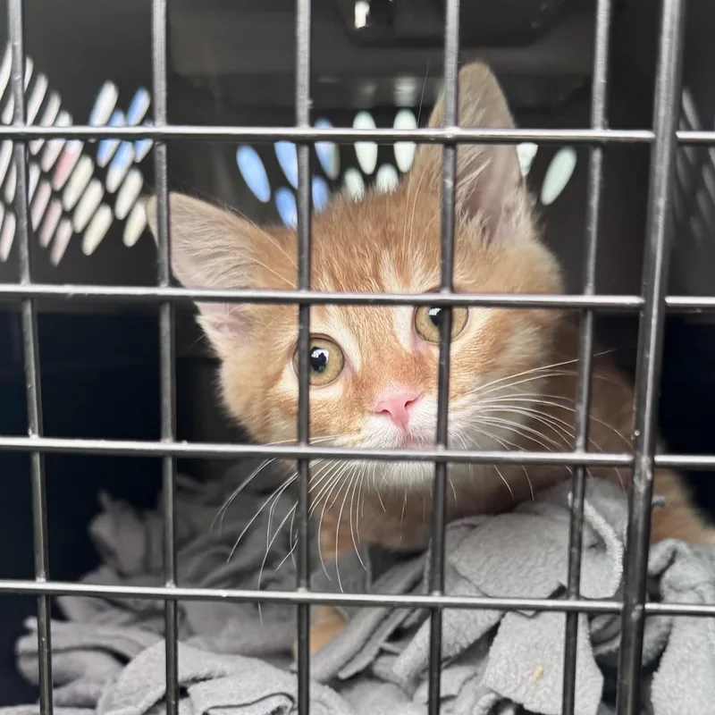 A baby medium-sized male Tabby (Orange / Red) Domestic Short Hair cat named Josh for adoption in Mississippi State, MS