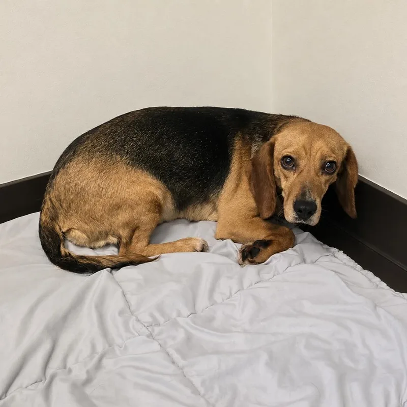 An adult small-sized female Brown / Chocolate Beagle dog named Jillian for adoption in Wappingers Falls, NY