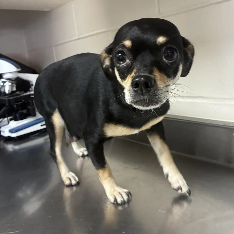 An adult small-sized male Black Chihuahua dog named Rocket for adoption in San Antonio, TX