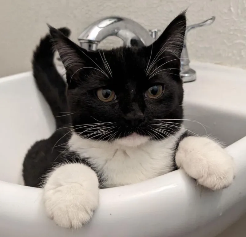 An adult medium-sized female Black & White / Tuxedo Domestic Short Hair cat named Kit Kat for adoption in Niles, MI