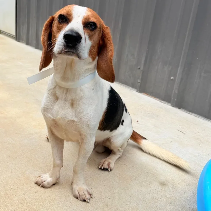 An adult medium-sized male Yellow / Tan / Blond / Fawn Beagle dog named Indiana Bones for adoption in Parrish, AL