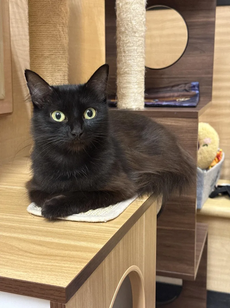 A young medium-sized female Black Domestic Medium Hair cat named Portia  Silly and for adoption in Austin, TX