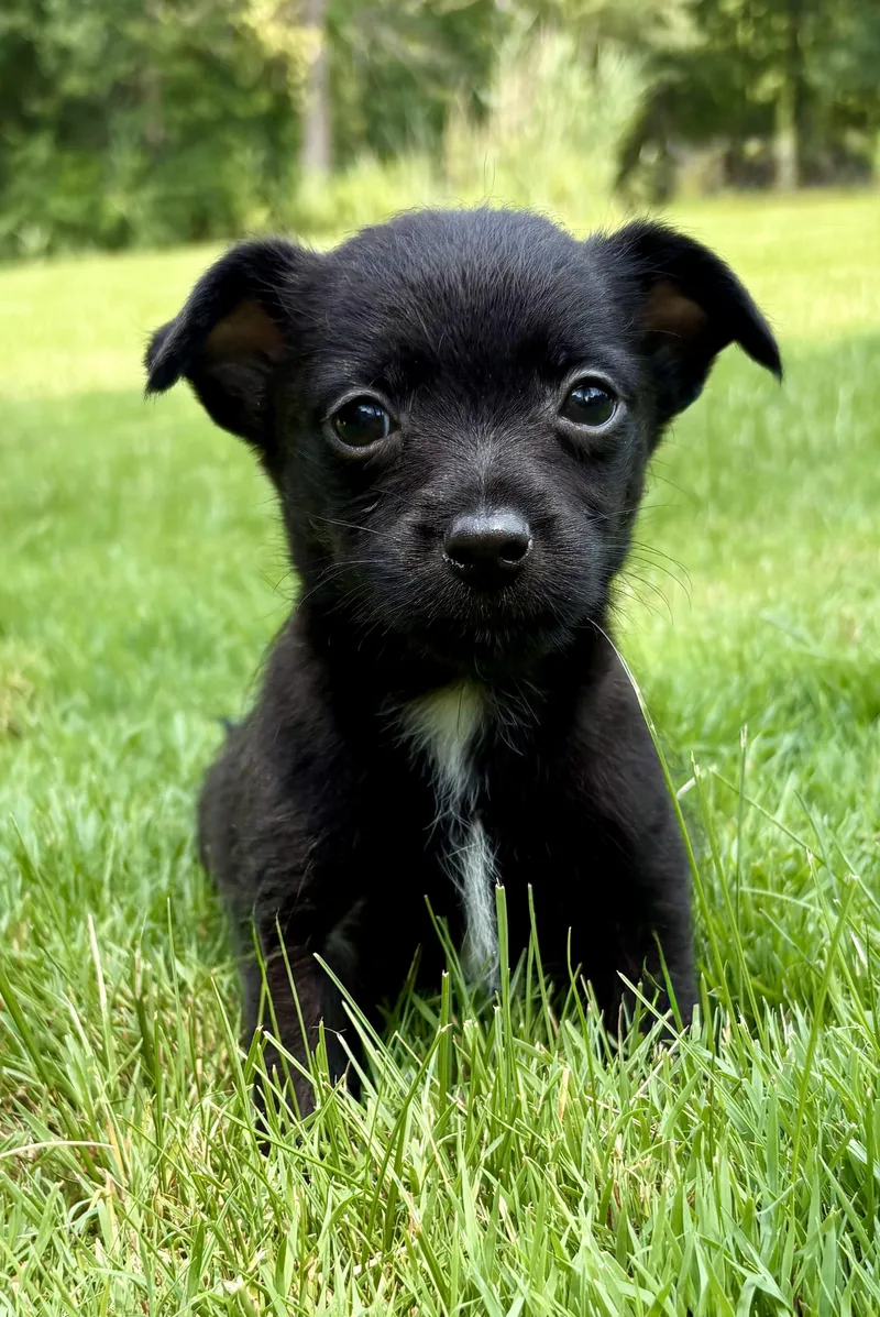 A baby small-sized male Schnauzer dog named Jasper for adoption in Chesterfield, MI