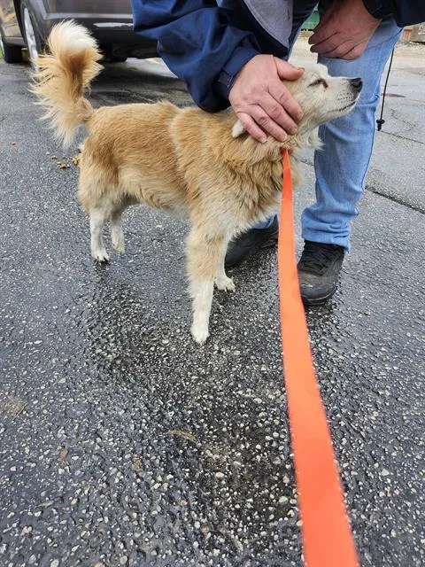 An adult small-sized male Terrier dog named Ramon for adoption in San Antonio, TX