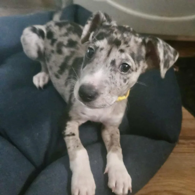 A baby medium-sized female Gray / Blue / Silver Border Collie dog named Autumn for adoption in Olathe, KS