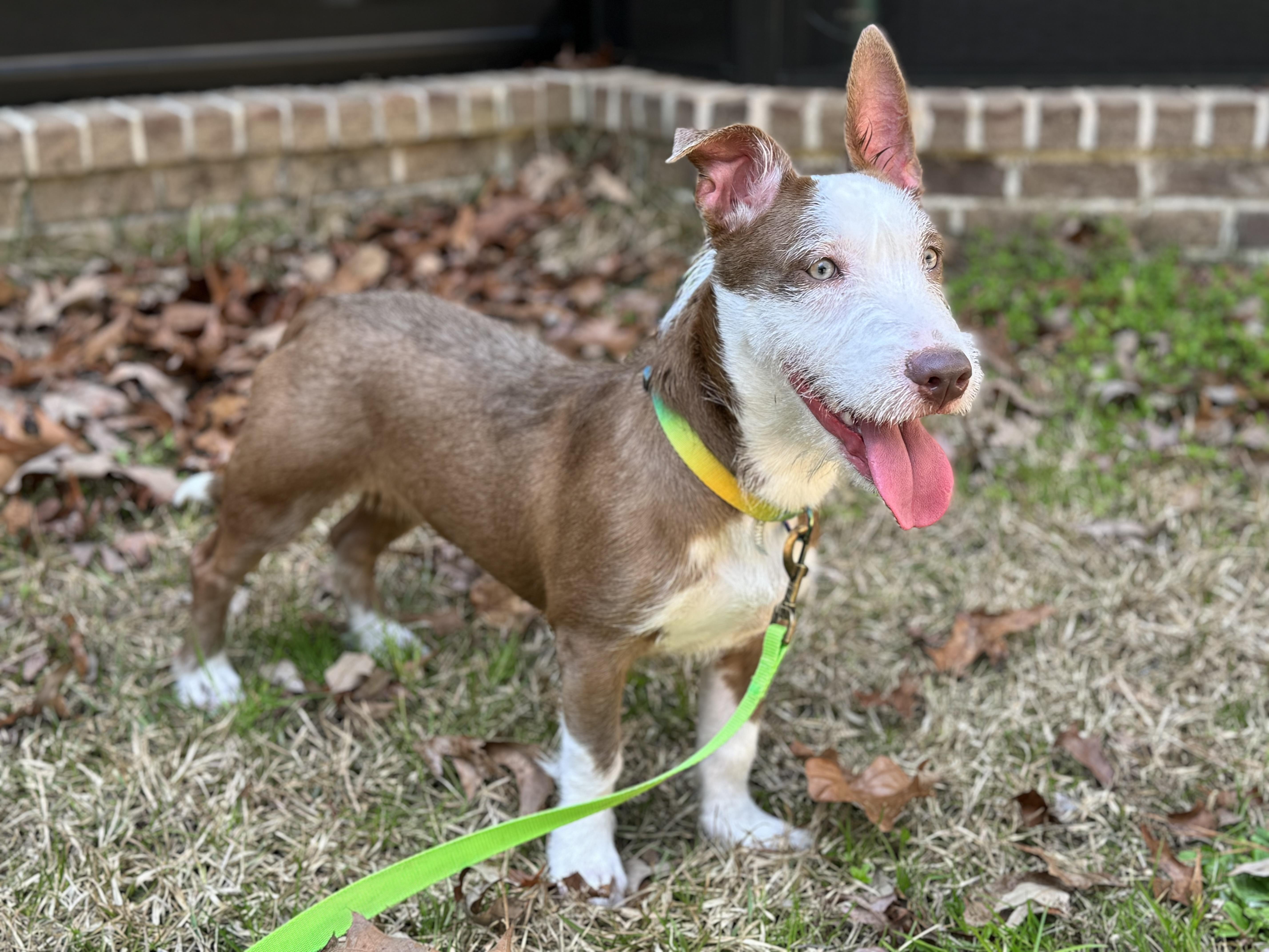 An adult medium-sized male Apricot / Beige Jack Russell Terrier dog named Benny for adoption in Greenville, SC