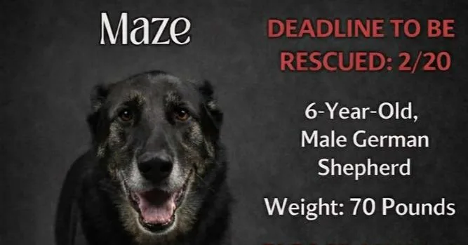 Maze