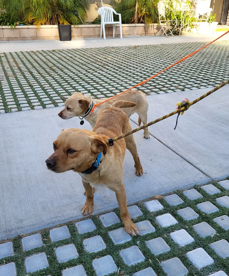 Peanut And Benny Hill! thumbnail 2