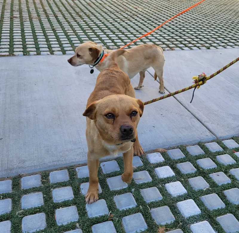 Peanut And Benny Hill! thumbnail 6