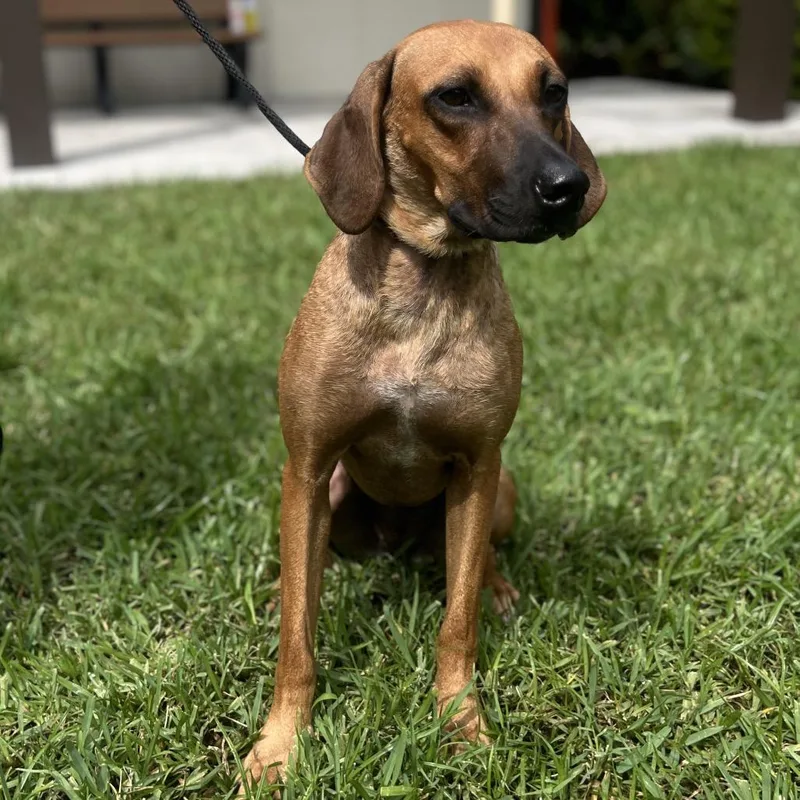 An adult medium-sized female Brown / Chocolate Hound dog named Carmen Electra for adoption in LOXAHATCHEE, FL