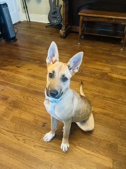 A young large-sized female Mixed Breed dog named Pen for adoption in Memphis, TN
