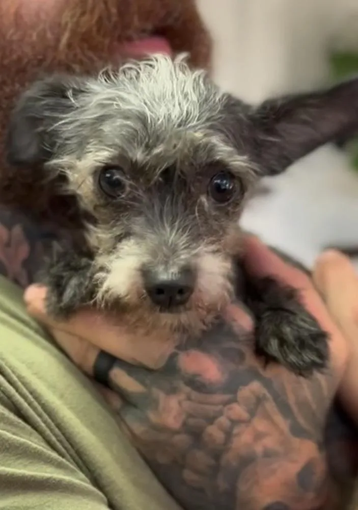 A senior small-sized male Gray / Blue / Silver Terrier dog named Cosmo for adoption in ventura, CA