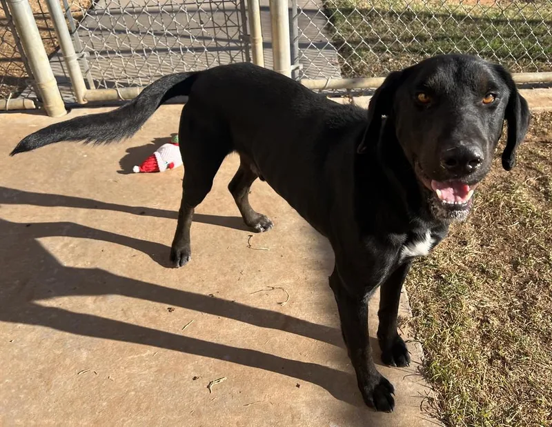 Snickers thumbnail 2