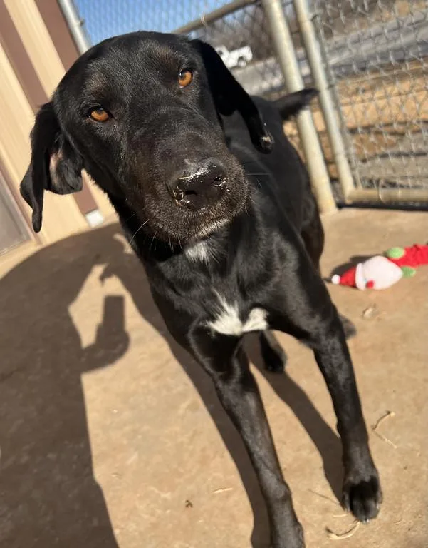 Snickers thumbnail 3