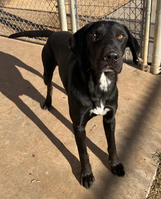 Snickers thumbnail 4