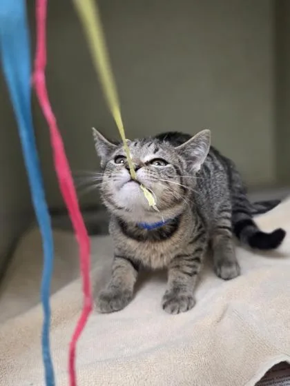 A baby small-sized male Domestic Short Hair cat named Caesar for adoption in Westland, MI