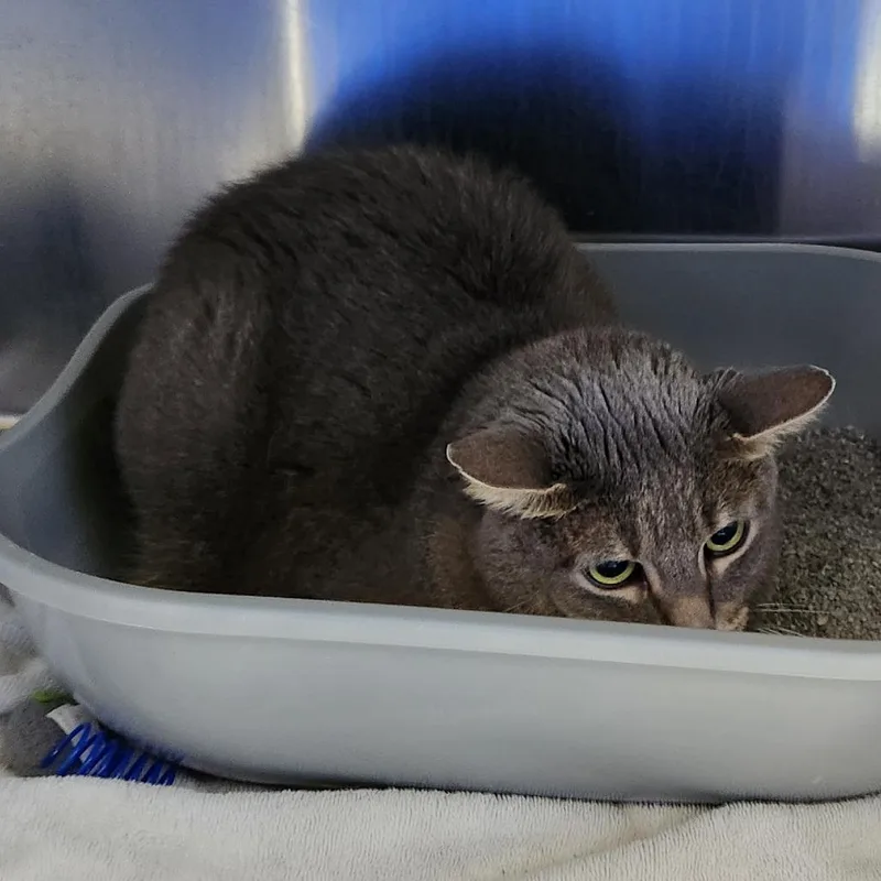 A senior large-sized male American Shorthair cat named Anakin for adoption in Grand Rapids, MI