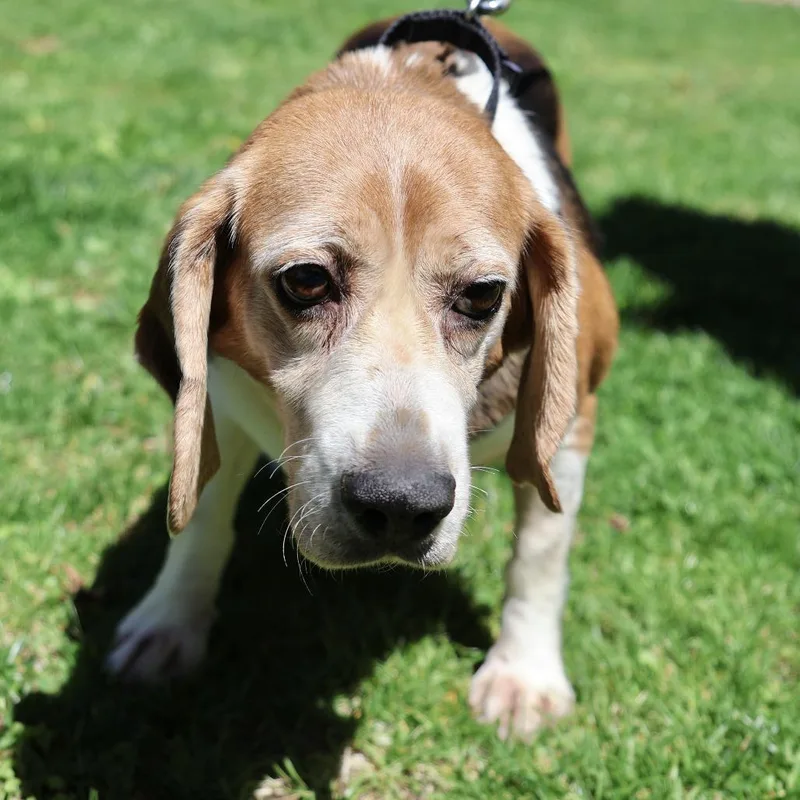 A senior medium-sized female Yellow / Tan / Blond / Fawn Beagle dog named Dottie for adoption in Briarcliff Manor, NY